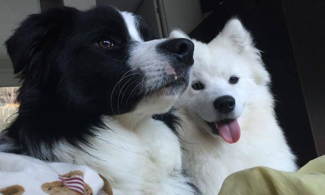 萨摩多体外驱虫全攻略：守护爱宠健康的关键步骤