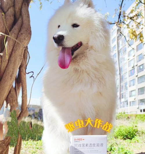 7个月萨摩多体外驱虫全攻略(为宠物的健康保驾护航!) 7个月萨摩多体外驱虫全攻略(为宠物的健康保驾护航!)