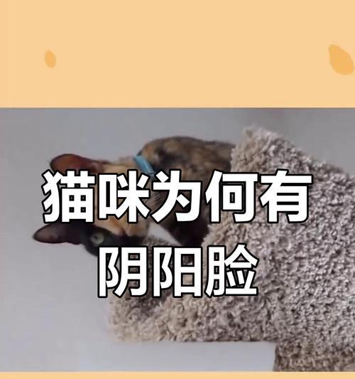 探秘罕见的双面猫——迷倒千万铲屎官(与阴阳脸共处一瞥猫的两面性) 探秘罕见的双面猫——迷倒千万铲屎官(与阴阳脸共处一瞥猫的两面性)