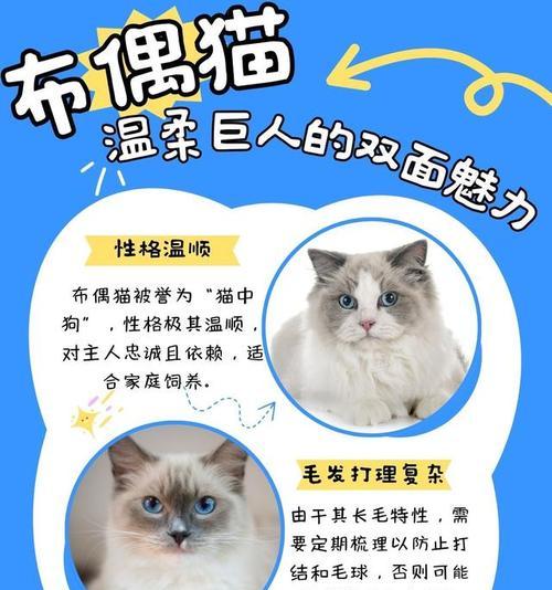 探秘双面猫：罕见基因突变与两面性格揭秘
