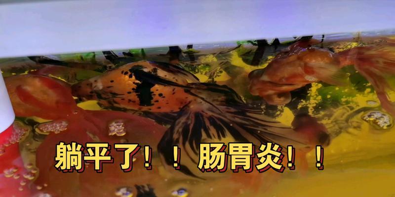 金鱼肠炎的康复时间及相关治疗方法(了解金鱼肠炎的病程及如何加速康复) 金鱼肠炎的康复时间及相关治疗方法(了解金鱼肠炎的病程及如何加速康复)