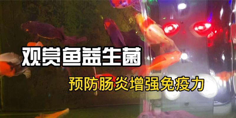 金鱼肠炎的康复时间及相关治疗方法(了解金鱼肠炎的病程及如何加速康复) 金鱼肠炎的康复时间及相关治疗方法(了解金鱼肠炎的病程及如何加速康复)