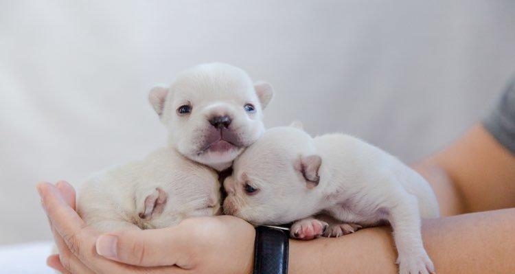 狗狗出生纸办理时间及流程详解(探寻办理狗狗出生纸的步骤、所需时间和注意事项) 狗狗出生纸办理时间及流程详解(探寻办理狗狗出生纸的步骤、所需时间和注意事项)