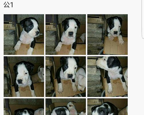 狗狗出生纸办理流程及注意事项全解析