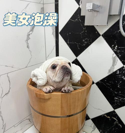 宠物药浴效果与使用指南，全方位呵护爱宠健康