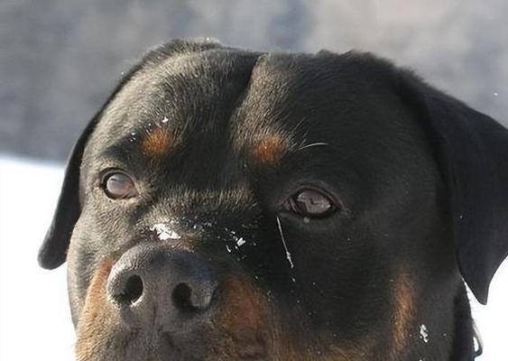 城市猛犬威胁与应对：6大战斗力强的犬种安全指南