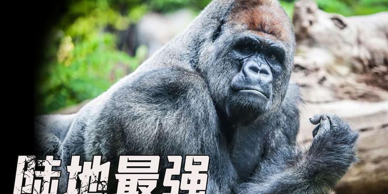 城市中的恐怖猛兽(跨越血脉的凶猛威胁,城市街头悄然隐藏的危险) 城市中的恐怖猛兽(跨越血脉的凶猛威胁,城市街头悄然隐藏的危险)