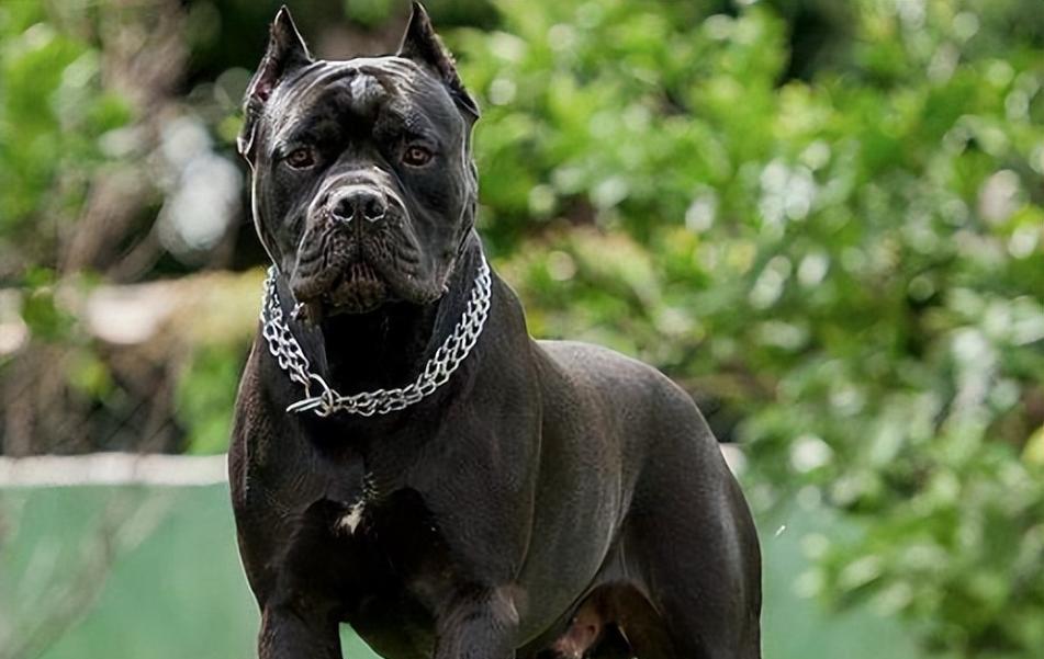 城市中的恐怖猛兽(跨越血脉的凶猛威胁,城市街头悄然隐藏的危险) 城市中的恐怖猛兽(跨越血脉的凶猛威胁,城市街头悄然隐藏的危险)