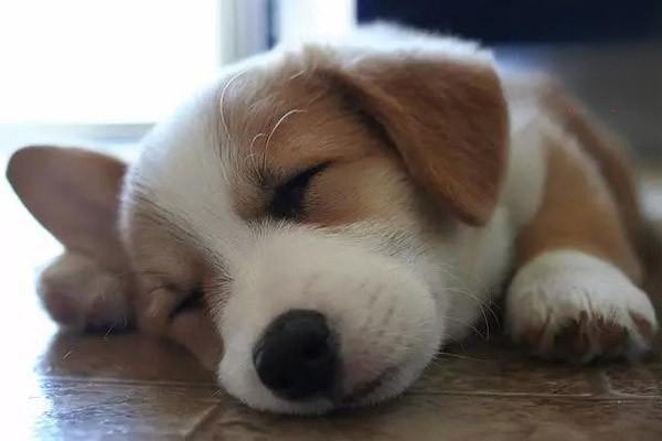 犬猫碘代谢病治疗方案 犬猫碘代谢病治疗方案