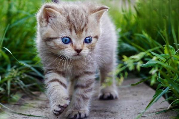 犬猫锰代谢病治疗方案 犬猫锰代谢病治疗方案