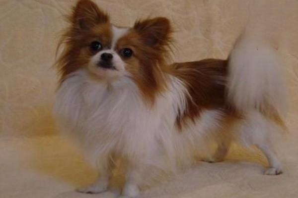 1626920802685344.jpg 犬猫铜代谢病