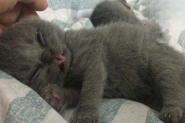 1626917720653243.jpg 犬猫胆碱缺乏症