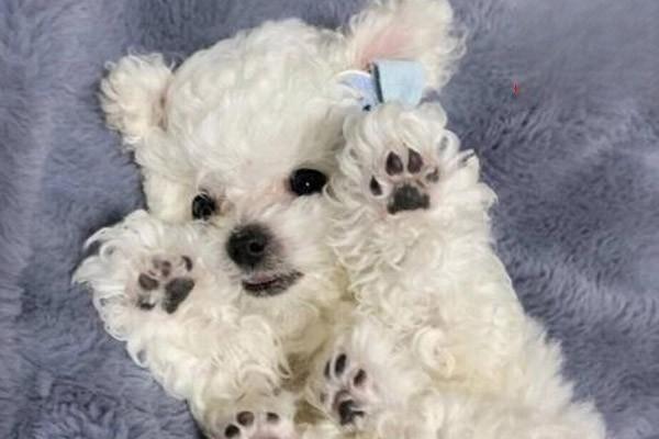 犬猫镁代谢病症状与防治，宠物饮食单一需警惕