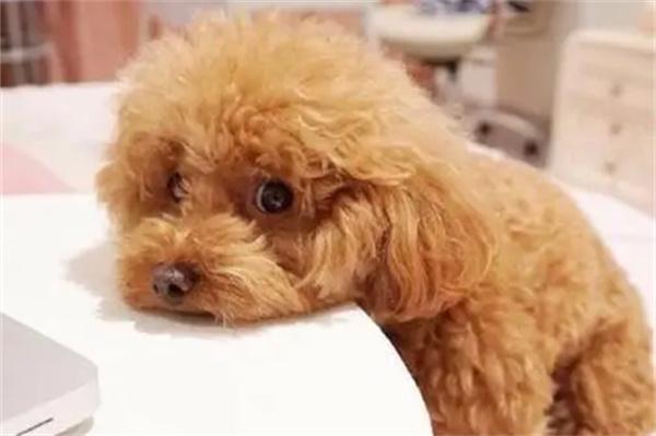 狗狗皮肤发红有小块结痂 狗狗皮肤发红有小块结痂