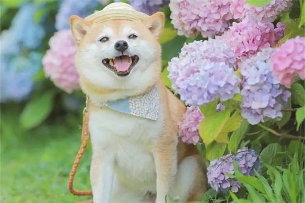 狗狗为什么吃草? 狗狗为什么吃草?