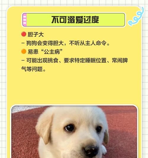 拉布拉多价格下降养犬人数未增，市场供需变化分析