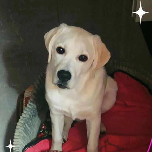 拉布拉多价格下降养犬人数未增，市场供需变化分析