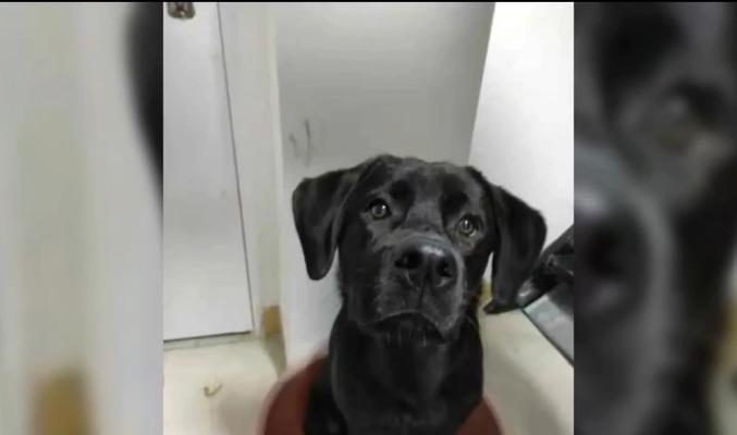 拉布拉多价格下降养犬人数未增，市场供需变化分析