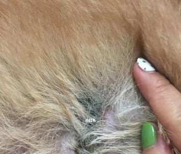 狗外伤结痂时间与愈合因素解析