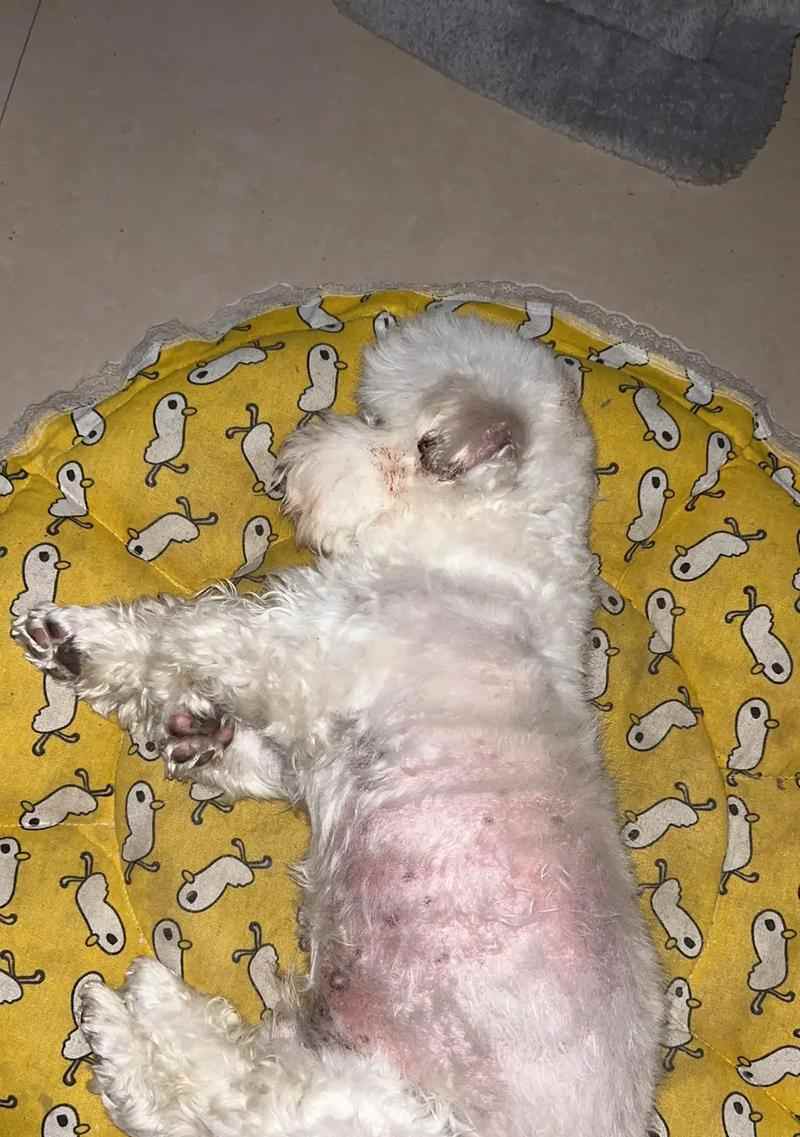 狗外伤结痂时间与愈合因素解析