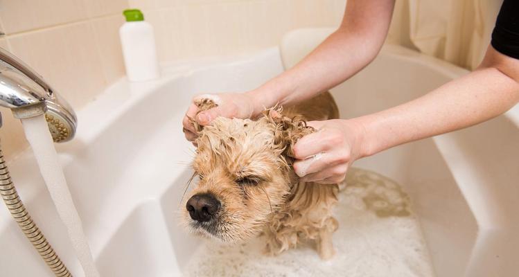 小狗伤口处理与洗澡指南，伤口恢复注意事项详解