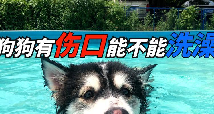 小狗伤口处理与洗澡指南，伤口恢复注意事项详解