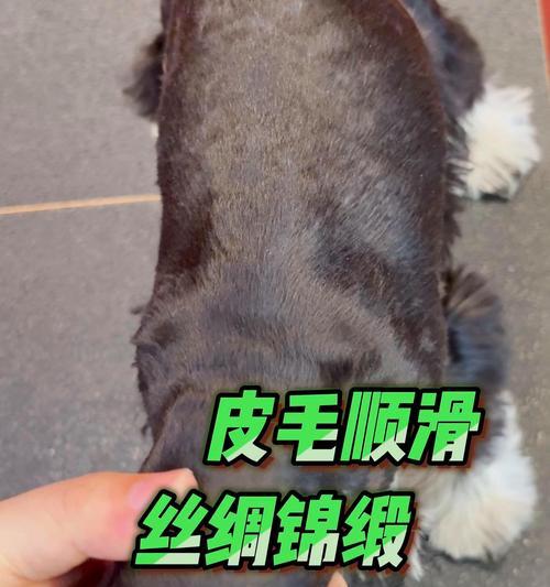 雪纳瑞饲养指南：关键要点与常见问题解析