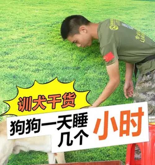 幼犬睡眠需求全解析，科学助眠促进健康成长