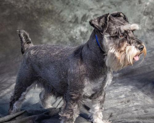 雪纳瑞饲养指南：关键要点与常见问题解析