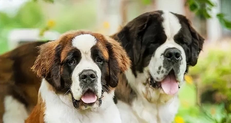 不掉毛大型犬品种推荐与养护指南