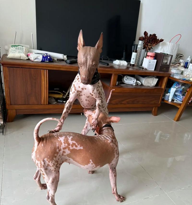 不掉毛大型犬品种推荐与养护指南