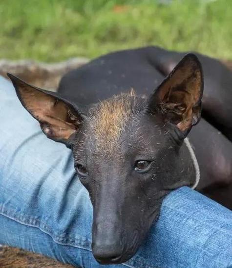 不掉毛大型犬品种推荐与养护指南