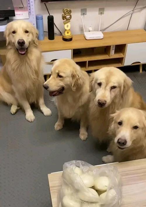 金毛犬寿命关键因素解析：如何让爱犬健康长寿