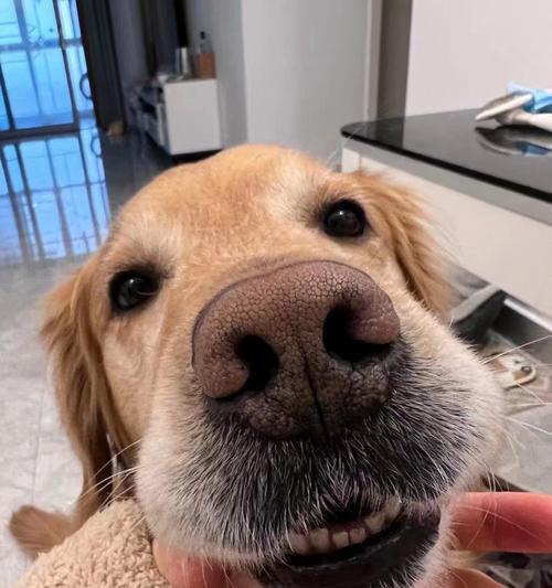 金毛犬寿命关键因素解析：如何让爱犬健康长寿
