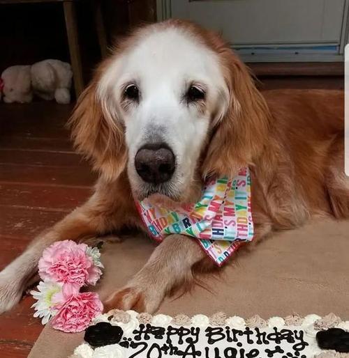 金毛犬寿命关键因素解析：如何让爱犬健康长寿