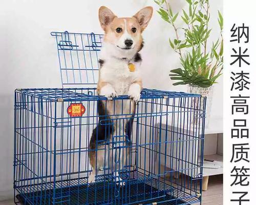 小狗笼内时间安排指南：科学训练与自由平衡