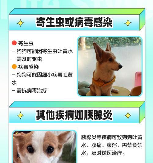 狗吐黄水怎么办？肠胃问题需及时就医与药物治疗