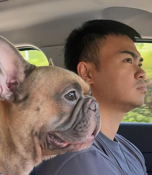 狗狗如何用不同方式与你互动？亲密接触的多种方法