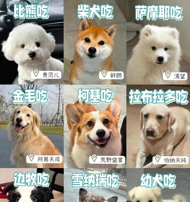 狗狗如何用不同方式与你互动？亲密接触的多种方法