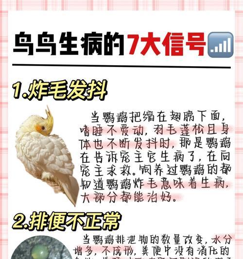 鹦鹉饲养指南:食性特点与健康喂养方法全解析 鹦鹉饲养指南:食性特点与健康喂养方法全解析