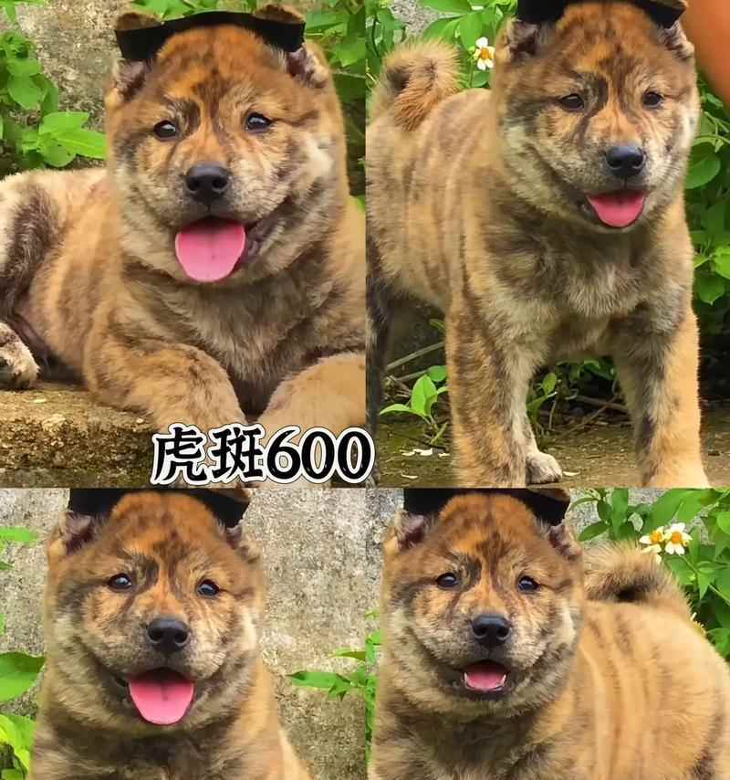 宠物繁殖特性全解析：从繁殖角度挑选适合的宠物