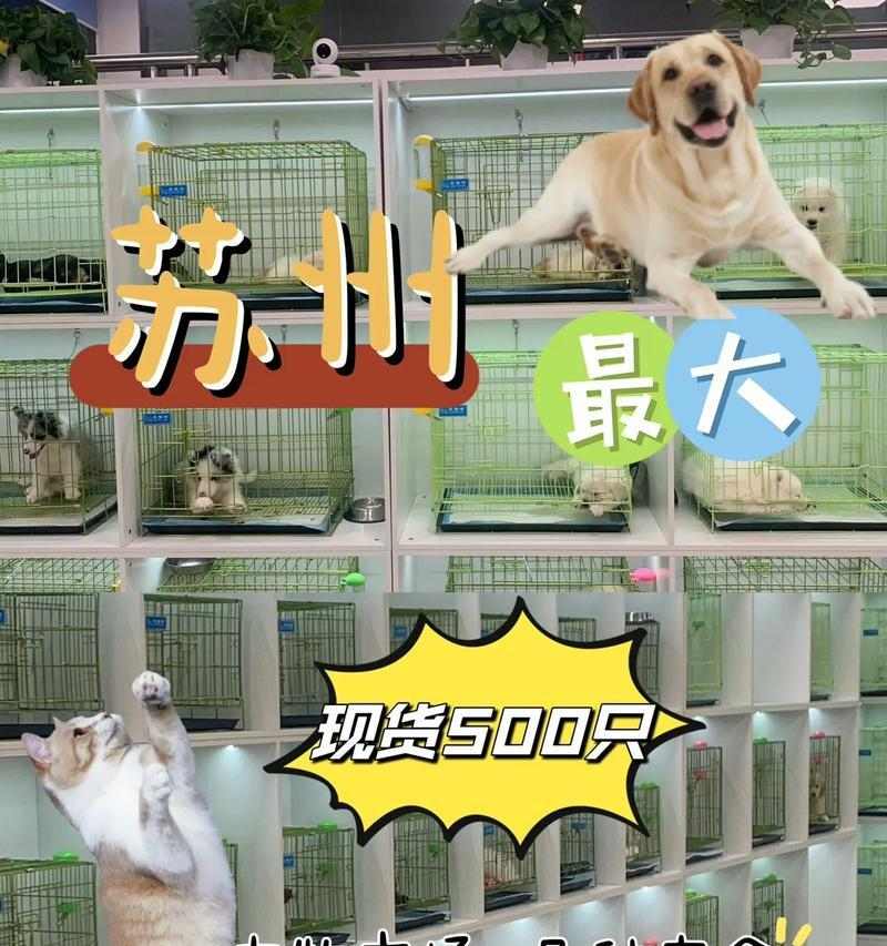 宠物繁殖特性全解析：从繁殖角度挑选适合的宠物