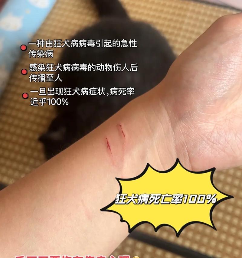 狗狗咬人攻击行为应对指南：纠正方法与安全措施