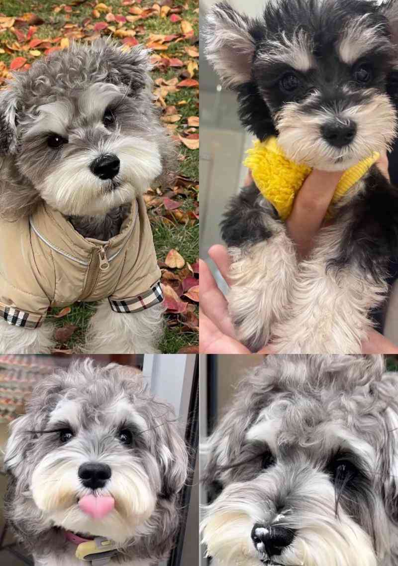 雪纳瑞颜色选择指南：白色黑色咖啡色哪种最适合你