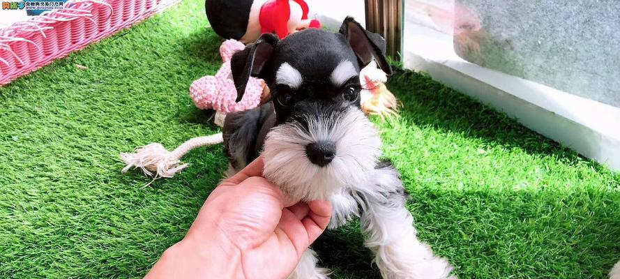 雪纳瑞颜色选择指南：白色黑色咖啡色哪种最适合你