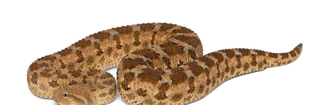 角蝰的神秘世界：外貌特征、生活习性及分布区域解析