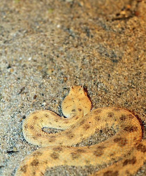 角蝰的神秘世界：外貌特征、生活习性及分布区域解析