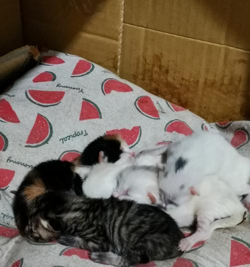 幼猫饮食指南与奶粉喂养技巧