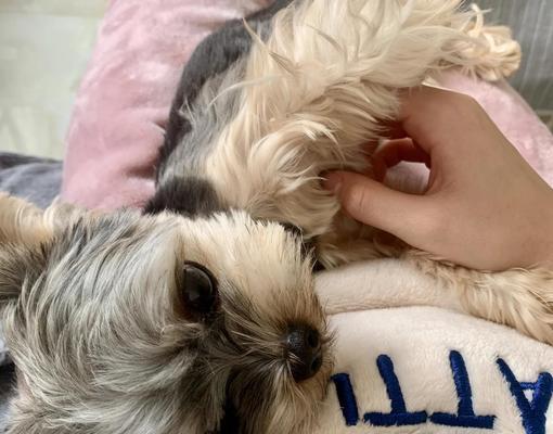 狗狗绝育最佳时机解析:把握关键期让爱宠更健康 狗狗绝育最佳时机解析:把握关键期让爱宠更健康