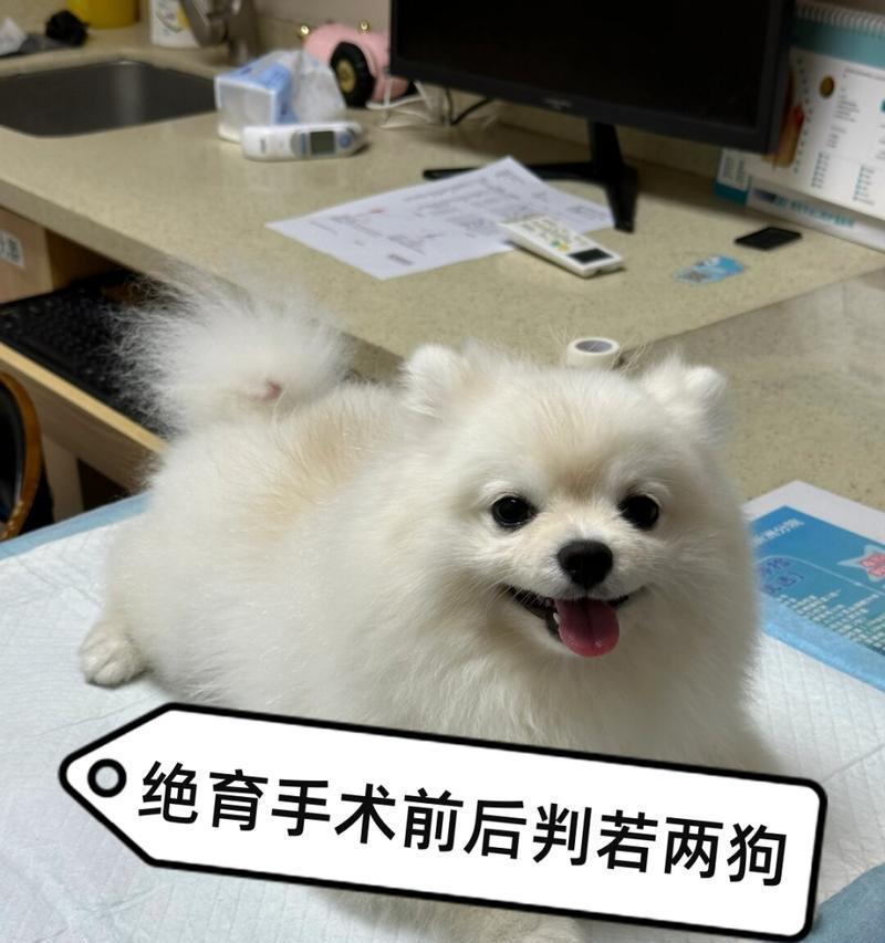 狗狗绝育最佳时机解析:把握关键期让爱宠更健康 狗狗绝育最佳时机解析:把握关键期让爱宠更健康